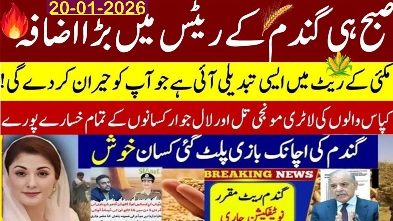 Today Wheat price in punjab//گندم کا ریٹ2026/munji makki till sarso/Galla mandi rate today 2026