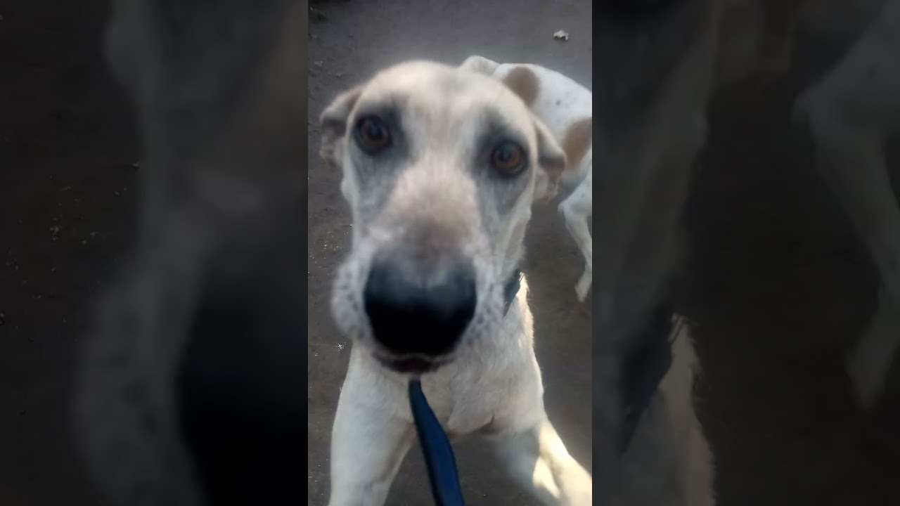 #Dog