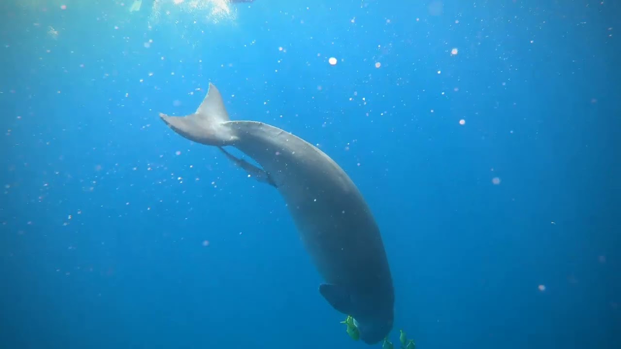 Marsa Alam Diving 03/2022