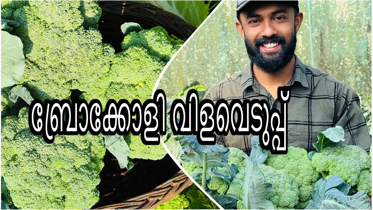 പ്രതീക്ഷിച്ചതിലും വലുപ്പവും,തൂക്കവും കിട്ടി ബ്രോക്കോളി 😊☺️👍