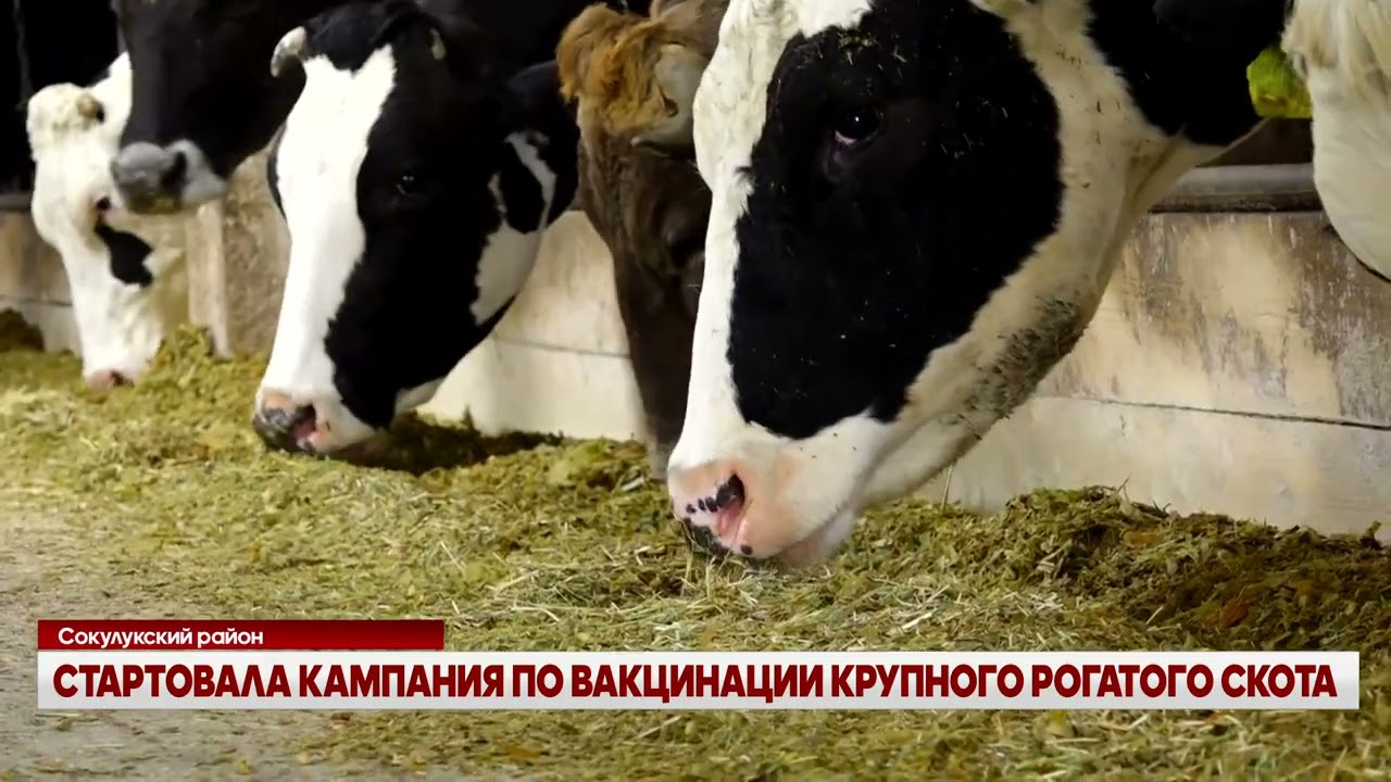 СТАРТОВАЛА КАМПАНИЯ ПО ВАКЦИНАЦИИ КРУПНОГО РОГАТОГО СКОТА