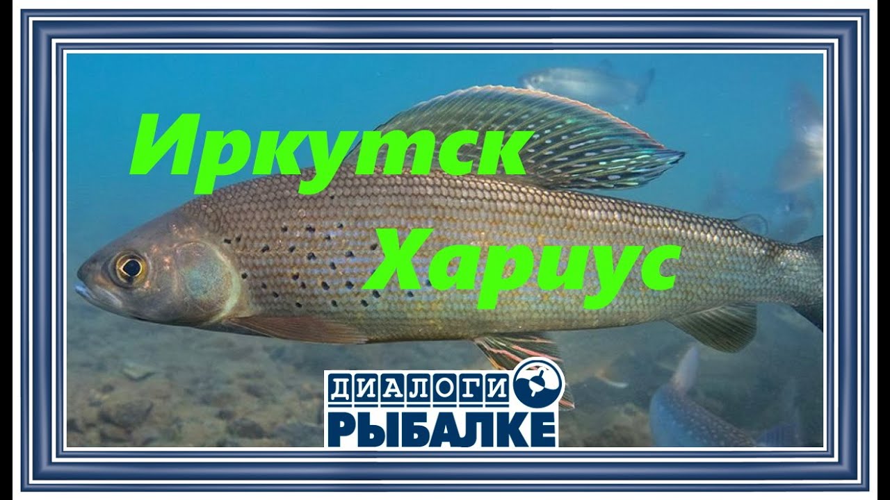 Диалоги о рыбалке - 101 / Иркутск.  Хариус
