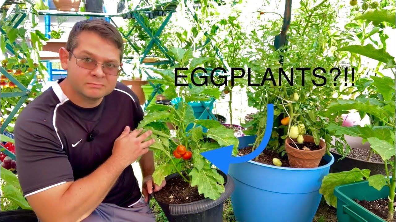 Оранжевые баклажаны, которые вы никогда не выращивали!! | Турецкие оранжевые баклажаны