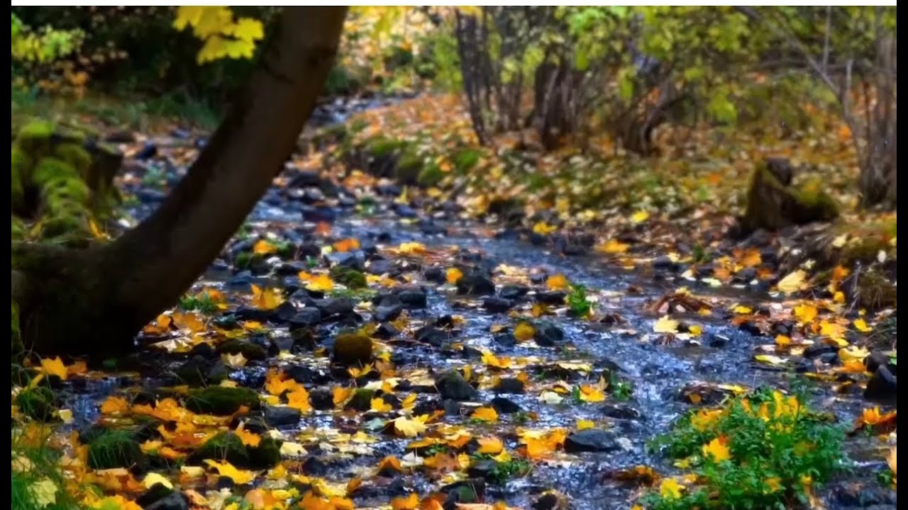Doganin Kalbinde Bir Mola: Akarsu ve Kus Sesleri ile Derin Rahatlama