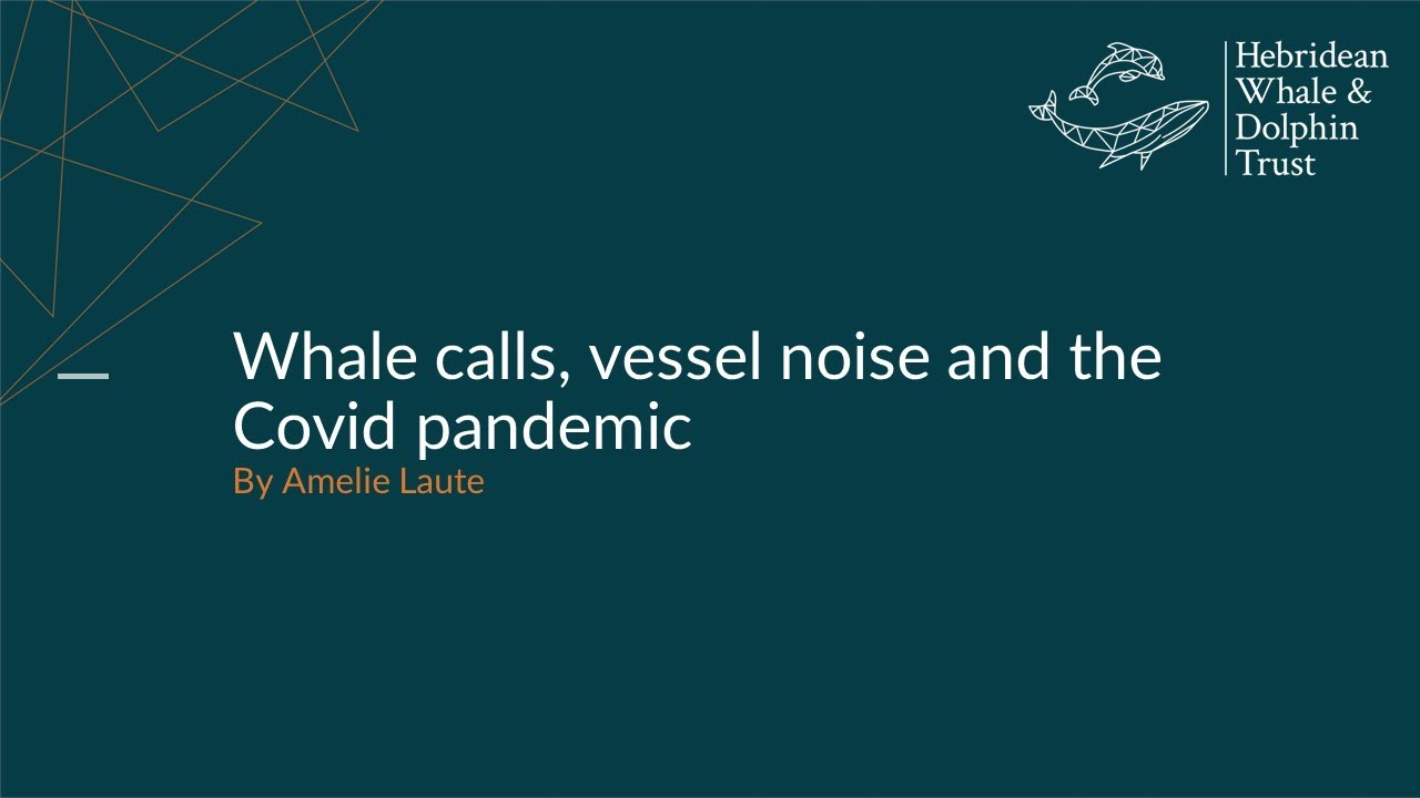 Whale calls, vessel noise and the Covid pandemic