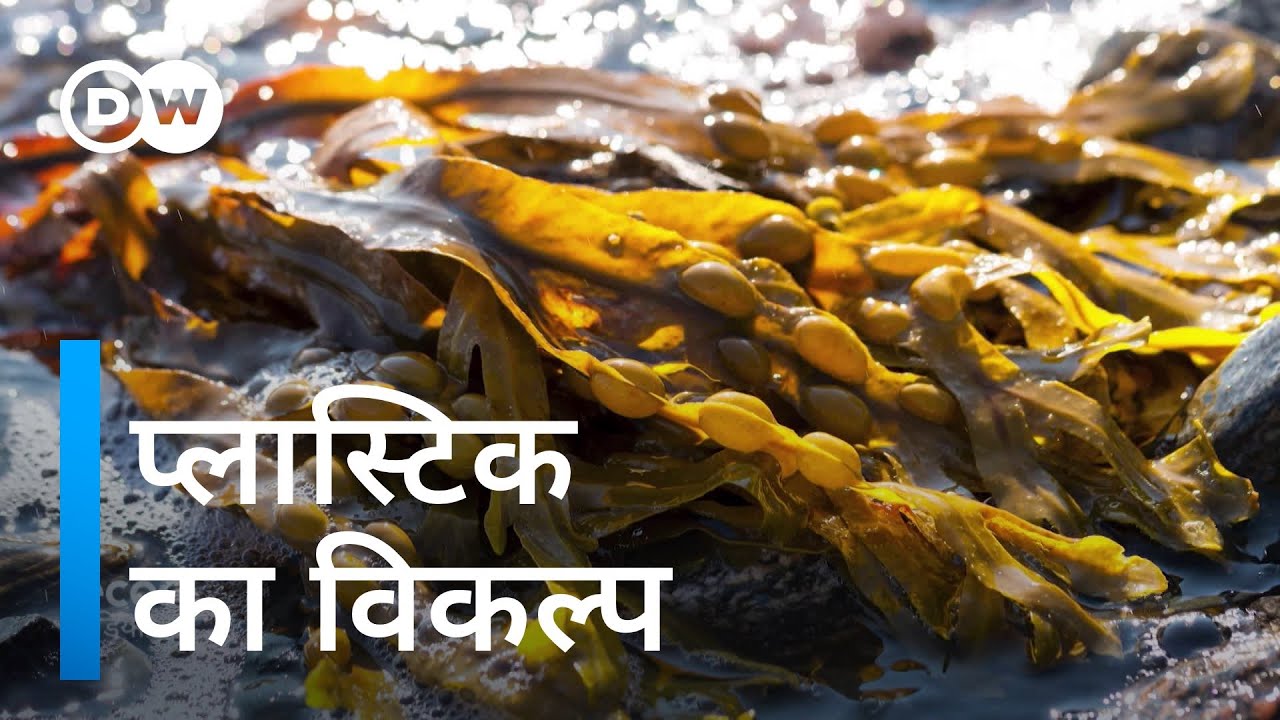 एल्गी और मायसीलियम देंगे प्लास्टिक को टक्कर [Green alternatives of Plastic- Algae and mycelium]