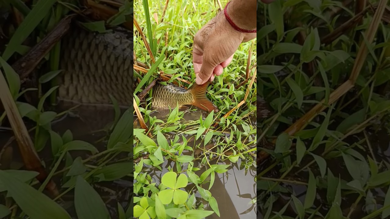 Desi koi mach | hook fishing | koi Fish catching |Today catching koi fish#fishing #handfish