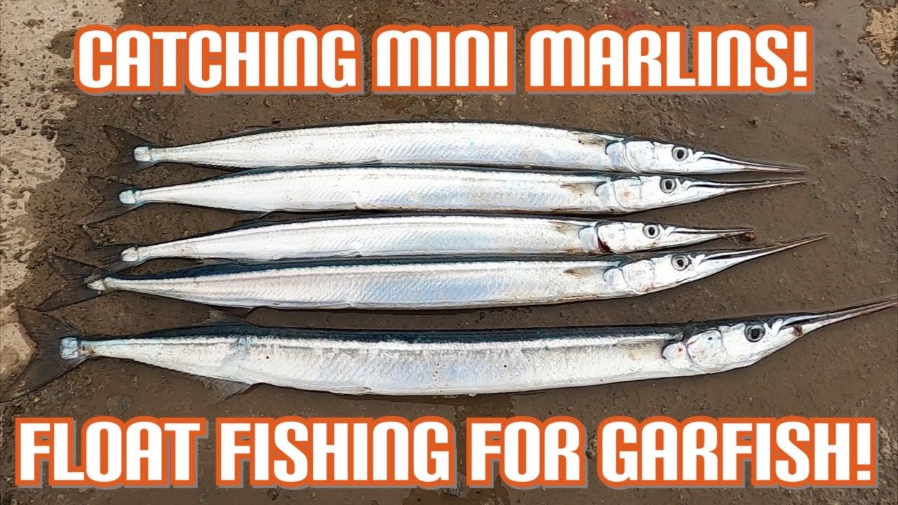 Catching Mini Marlin (Garfish) While Float Fishing! - Sea Fishing UK