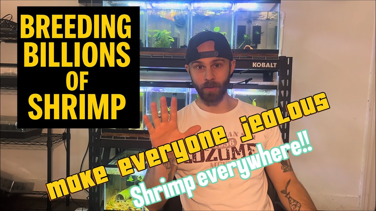 Breeding so many shrimp it hurts