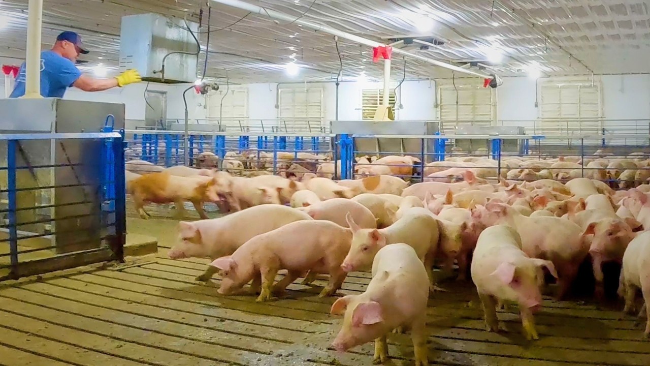 Loading Out 4 Loads of Feeder Pigs | Start to Finish