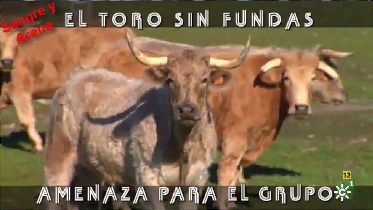 El Toro Sin Fundas, Amenaza Para El Grupo. Parte 1-2.