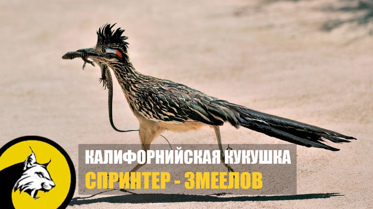 Бегун-спринтер и охотник на змей. Калифорнийская Кукушка - интересные факты