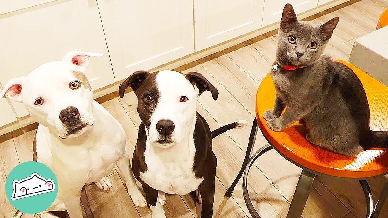 Two Rescue Pit Bulls Got a New Sibling. It's a CAT | Cuddle Friends