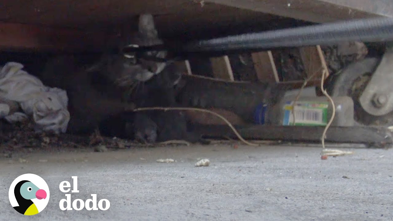 Gatita agresiva no deja que nadie se acerque a sus gatitos | El Dodo