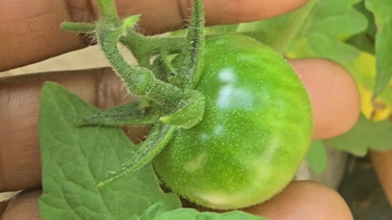 Tomato 🍅 plants update ..