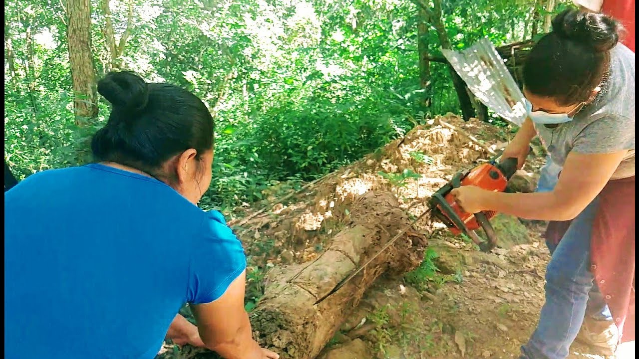 53. Trasiego de colmena grande (Melipona beecheii), de tronco a caja tecnificada.