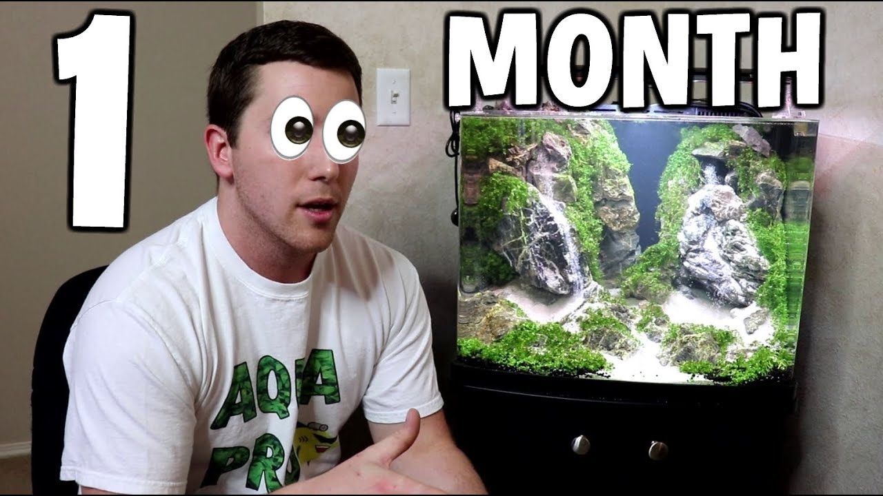 1 Month Update: SAND WATERFALL AQUARIUM