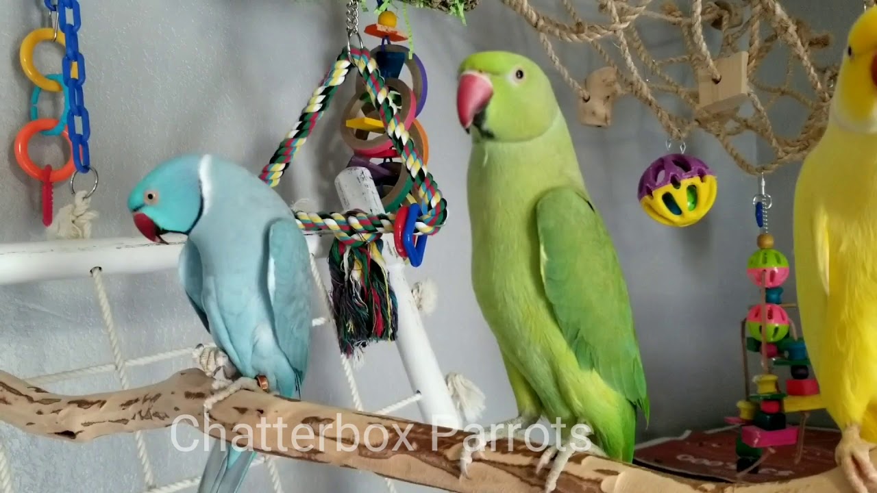Playroom goofballs