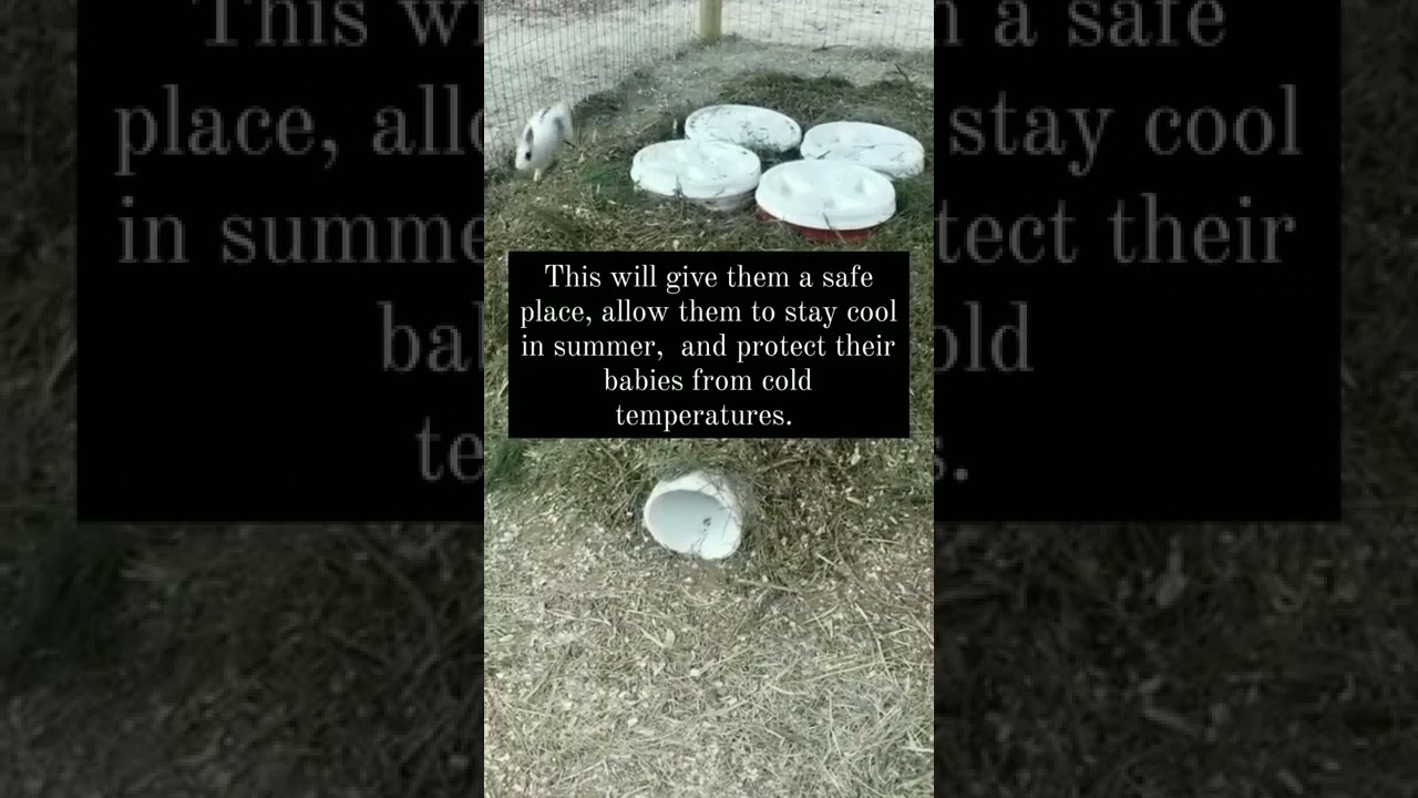 RABBIT COLONY BURROWS.  We built burrows for our meat rabbits that live in a rabbit colony