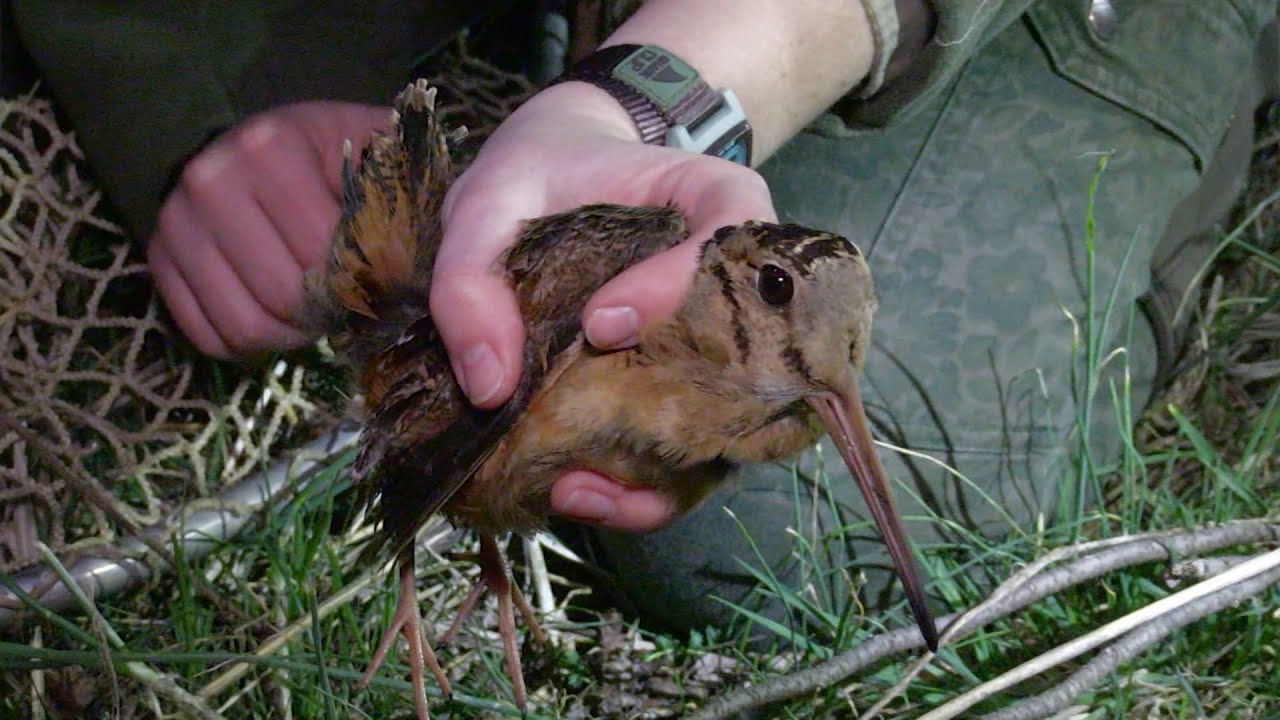 Woodcock and Snipe Capture