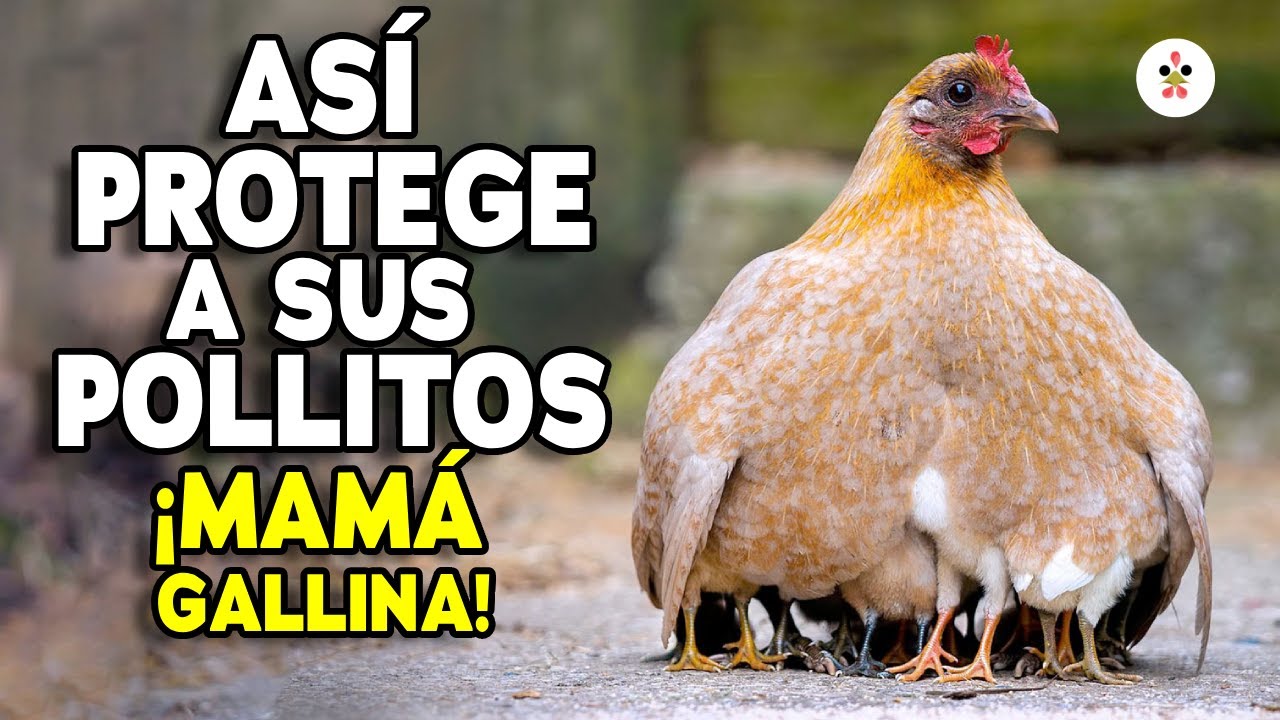 12 Cosas Que No Sab&iacute;as del Instinto Maternal de las Gallinas