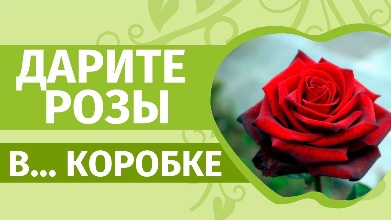 Розы в коробке. Как и куда посадить розы, купленные ранней весной.