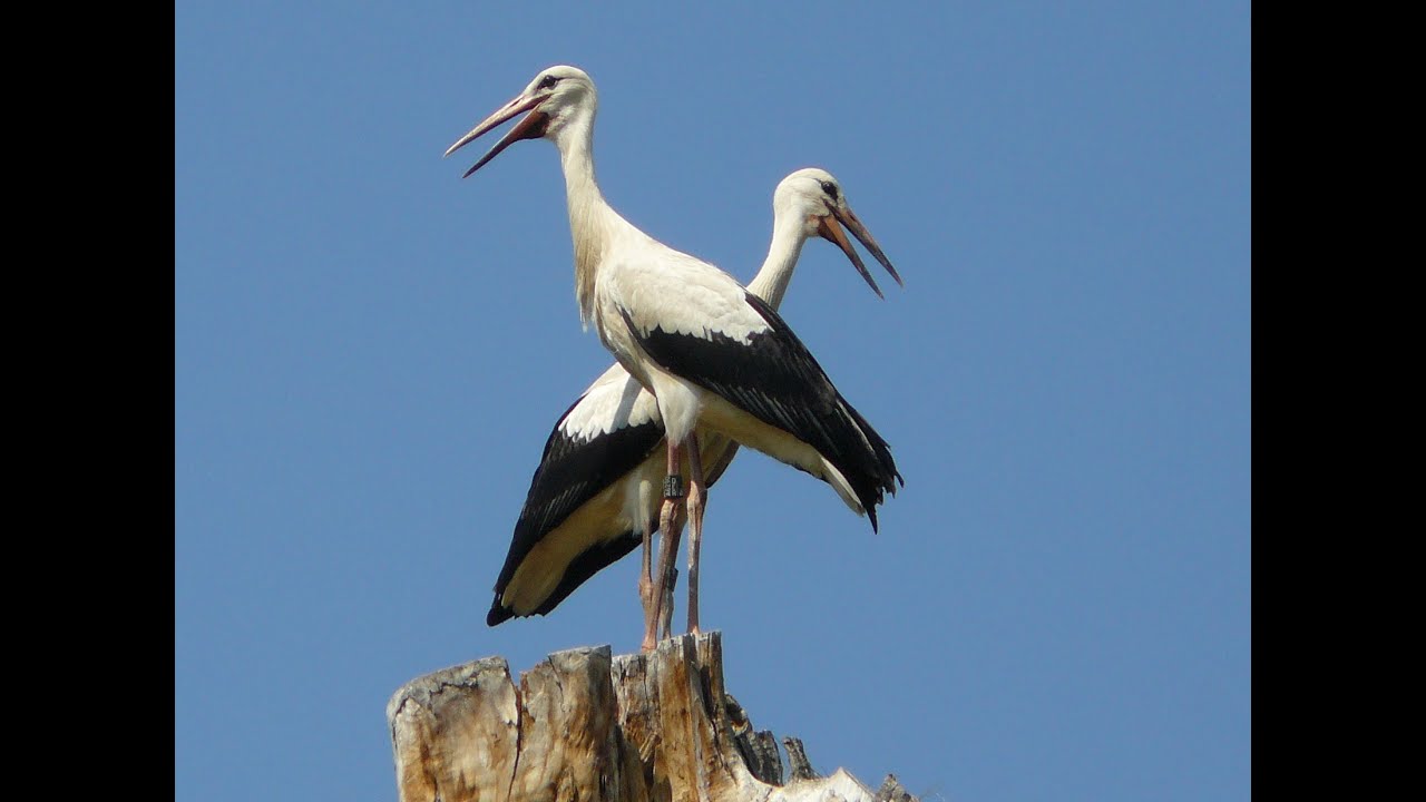 Migratory strategy affects survival and age at first breeding of the White Stork