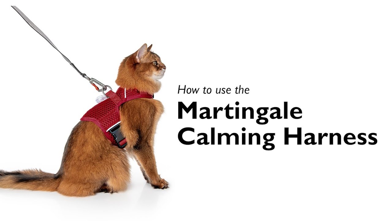 How to Use the Martingale Calming Harness for Cats