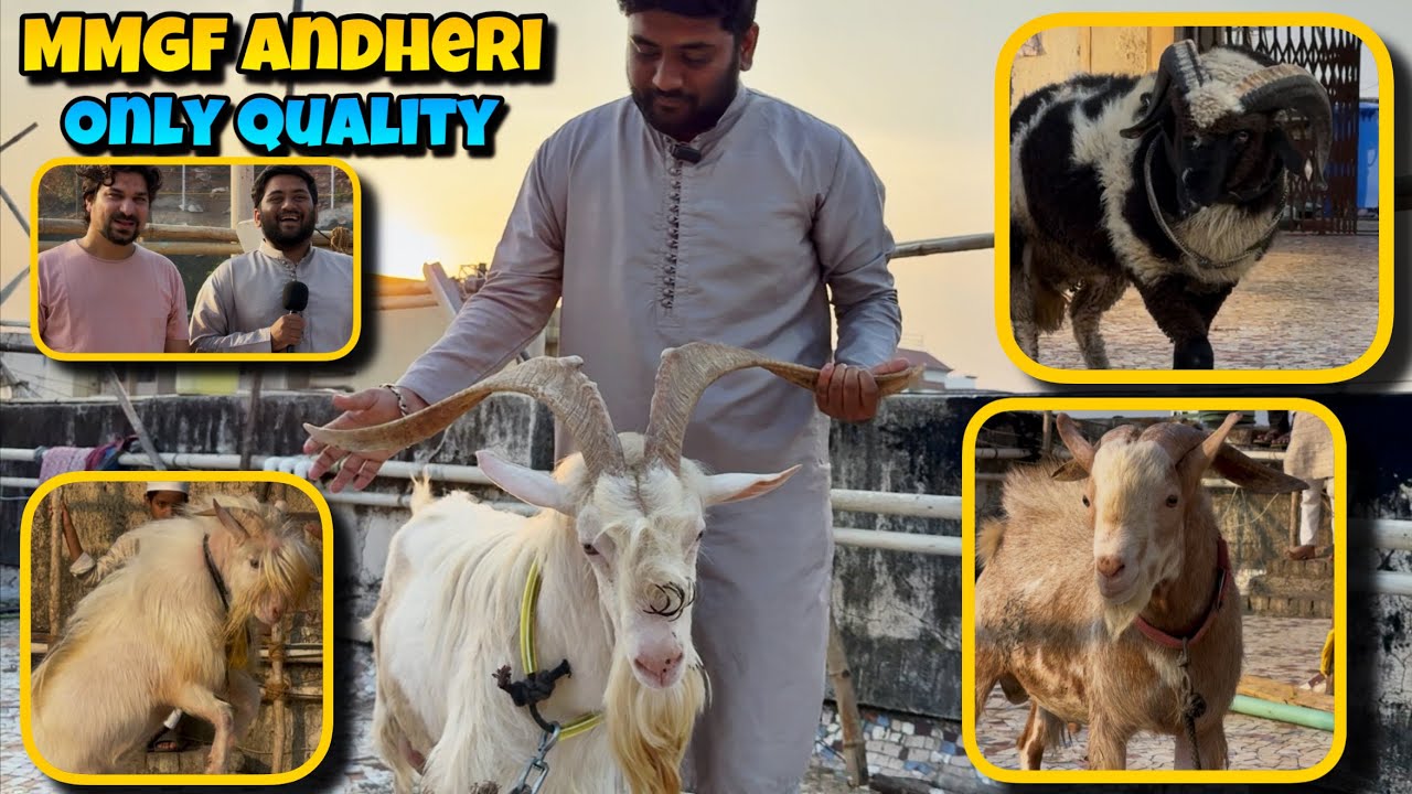 MMGF is BACK with QUALITY GOATS For SALE at ANDHERI MUMBAI | SAANEN, Bantom , PATIRA , VILAYATI