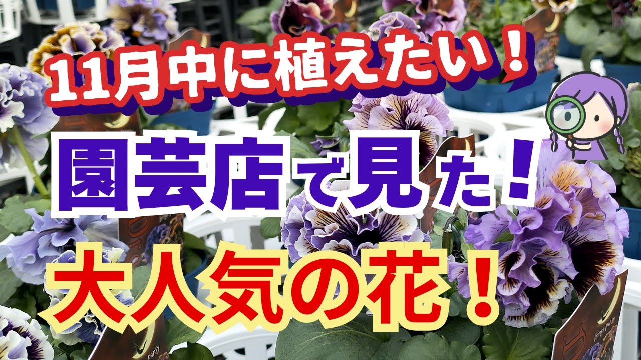【ガーデニング】11月中に植えたい！園芸のプロも推す注目の大人気品種を最新情報で紹介！驚きの新品種！フラワーガーデン泉・群馬県・gardening