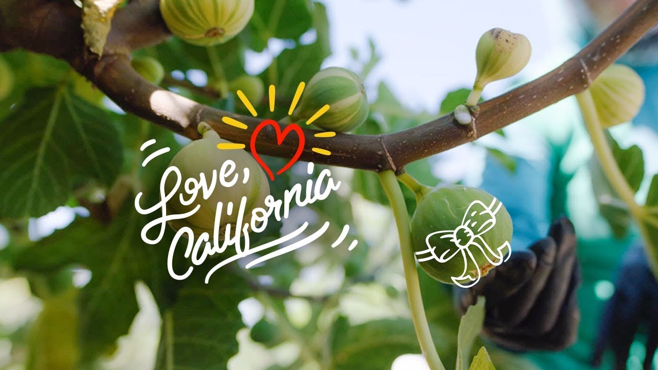 Love, California: All Commodities