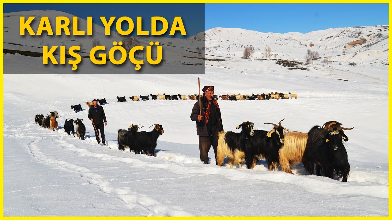 Muş'ta, Koyunların Zorlu Kar Yolculuğu