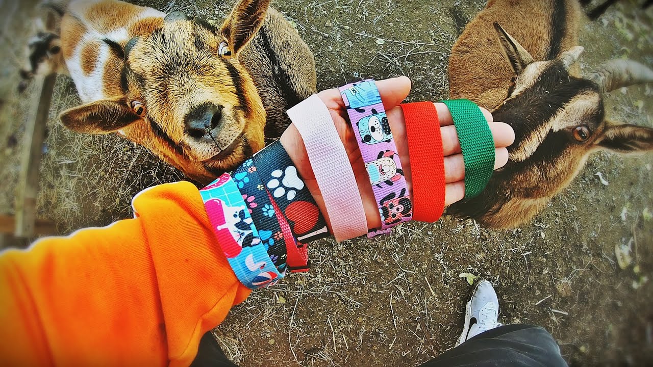 🥇 PREZENT DLA KÓZ 🥇 kupiłem dla nich obroże 🐐 moje MINI ZOO / odc. 94