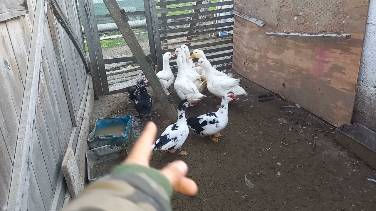 Foarte mult noutăți ‼️‼️🦆🦆🐐🐷🐔
