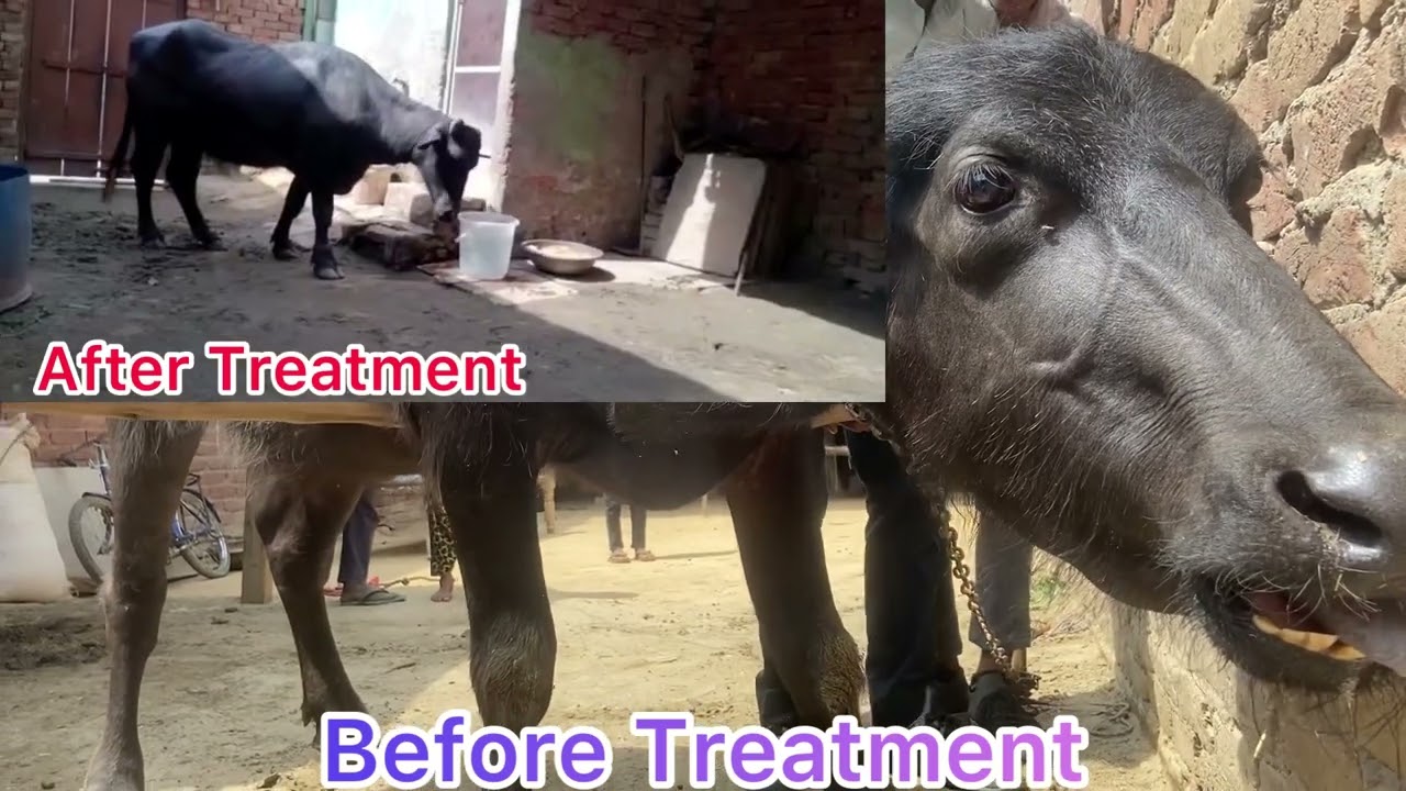 Follow up case of Traumatic Reticulopericarditis | TRP | Treatment of TRP | Symptoms | Dr Umar Khan