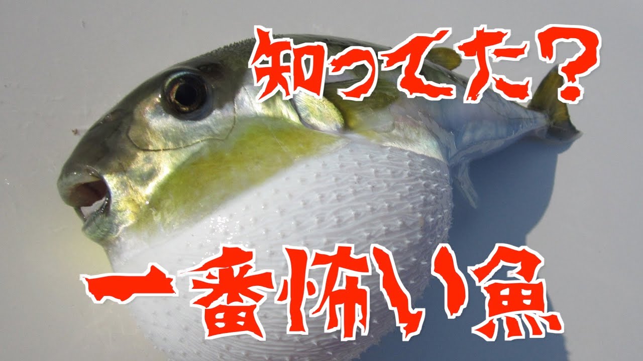 【恐怖】あなたは耐えられるだろうか、、、【駿河湾タイラバ】