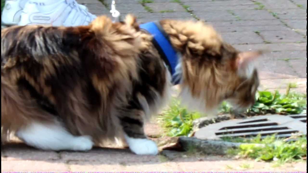 Maine Coon Walking on leash at park