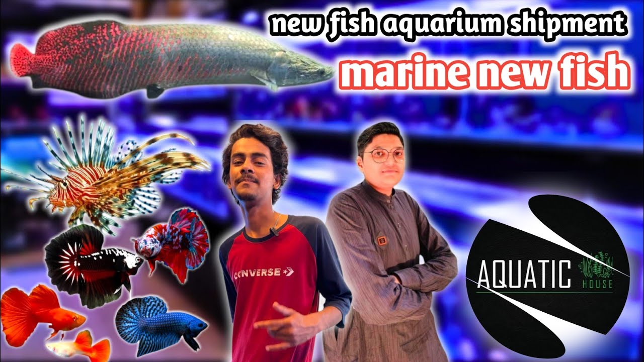 fish aquarium || aquatic house lalukhet fish aquarium market latest update price Karachi marine fish