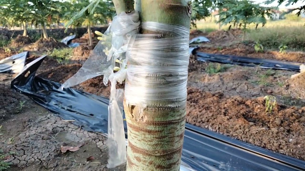 Grafting/Sambung Stek batang Pepaya Betina Pada Pohon Pepaya Jantan