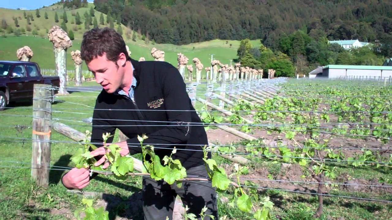 My Vine - Shoot thinning - October 2012