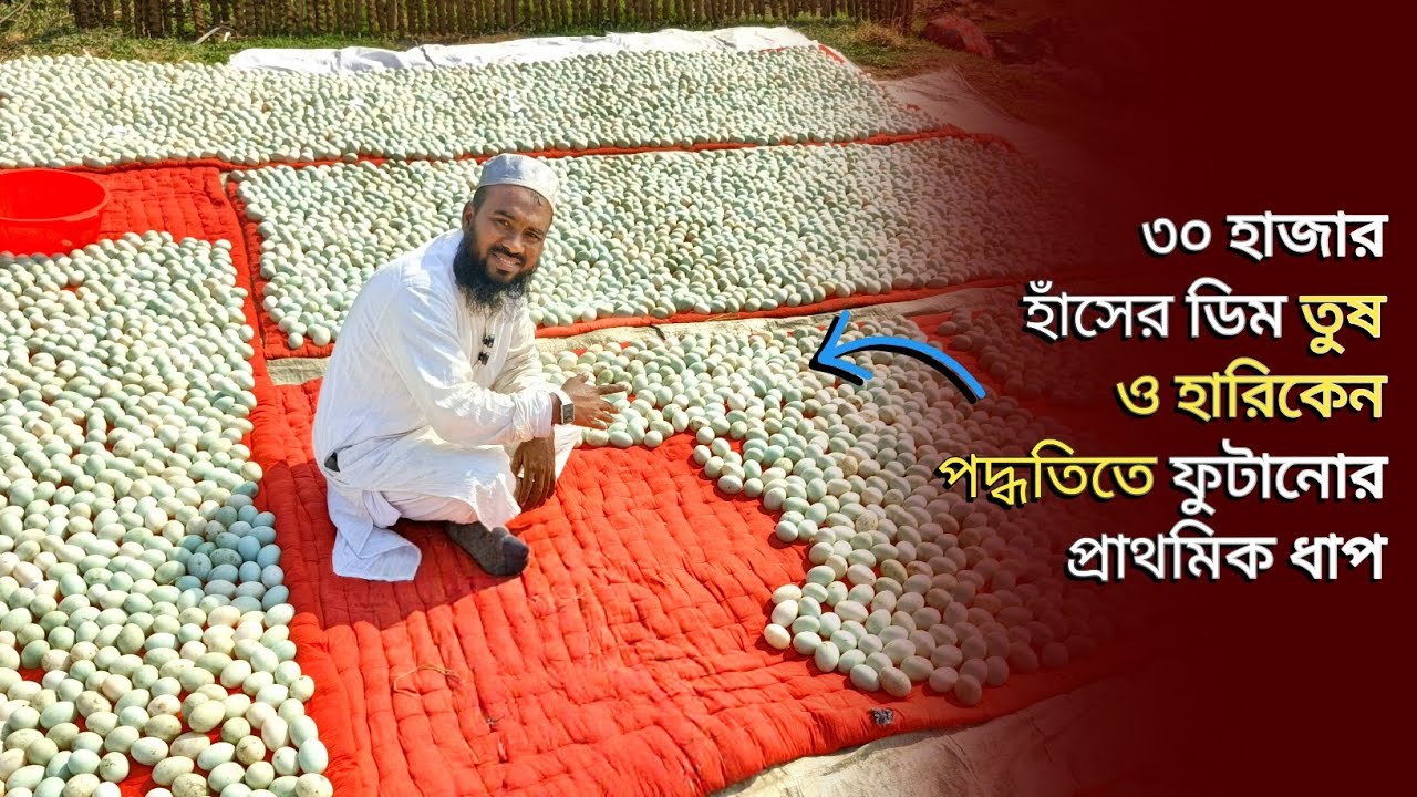 তুষ ও হারিকেন পদ্ধতিতে হাঁসের বাচ্চা ফুটানোর কৌশল | হাঁসের বাচ্চা বুকিং চলছে | নাজাহ্ হাঁসের খামার