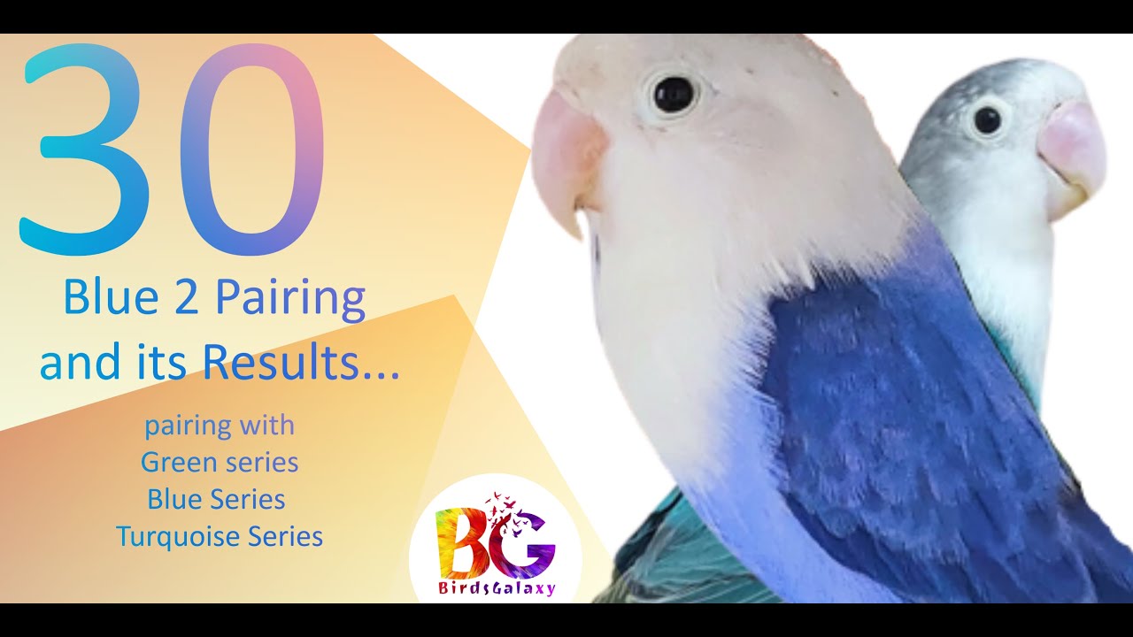 Blue 2 pairing and its Results | with Green Series, Blue Series | #blue2 #Opaline #Fischer #green