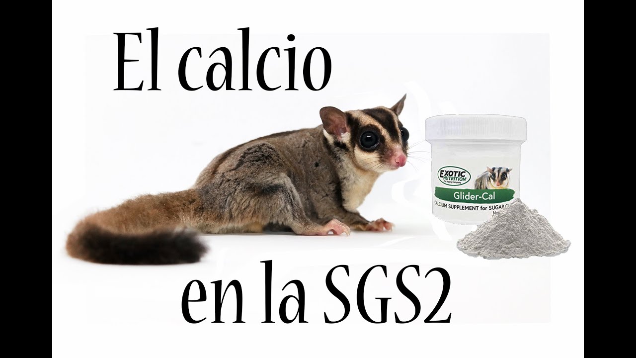CALCIO SGS2 y la controversia de las dietas de petauros