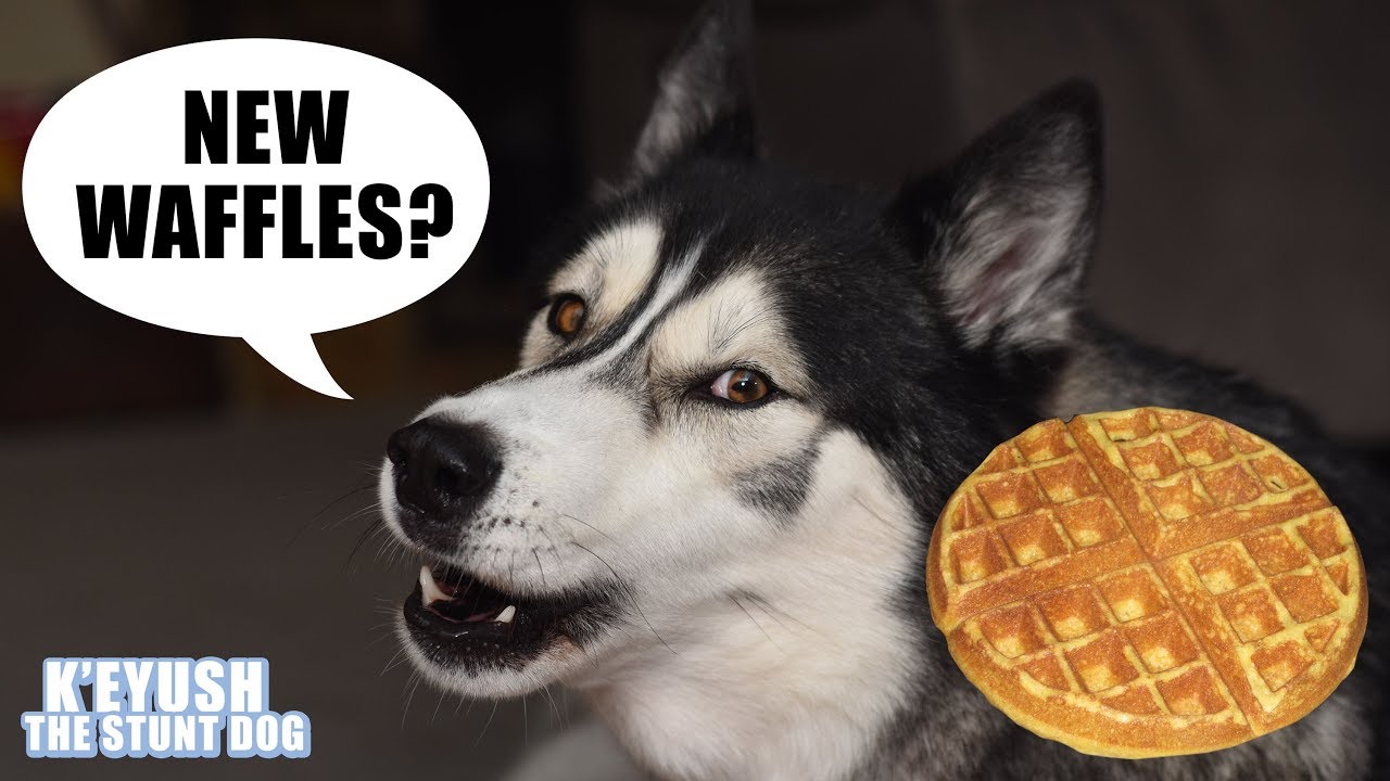 Demanding Husky NEEDS His Waffles | New Waffle Iron