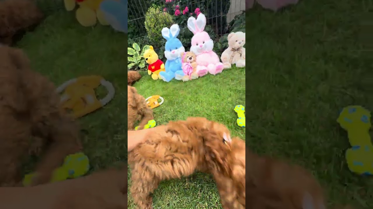 Toy Poodle Puppies | Litter Group A &bull; 2 Males & 2 Females | Switzerland | PUPPIFY&reg;