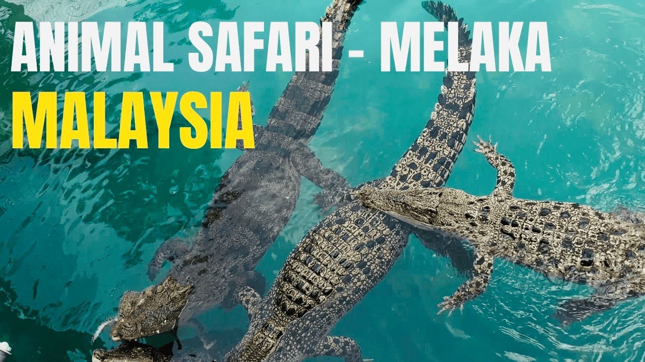 Animal safari in Melaka || A’Famosa Safari Wonderland || Melaka || Malaysia