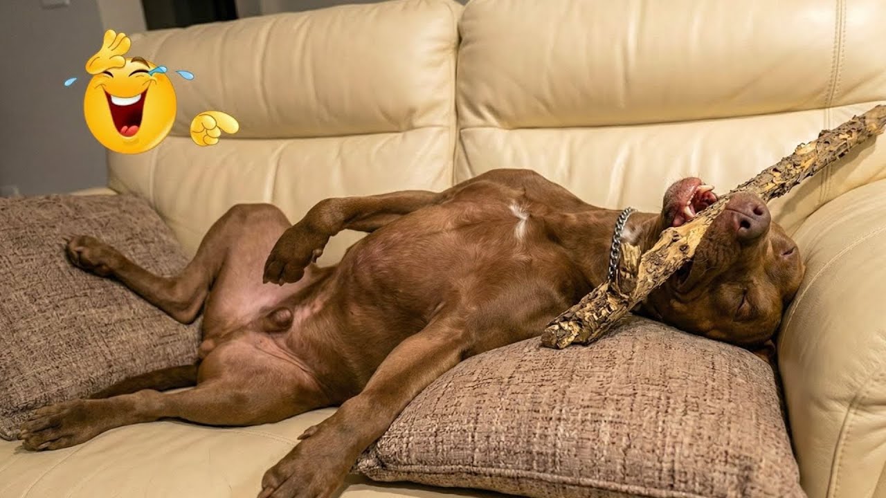 HILARIOUS DOGS Being Weird 🤪 NEW Funniest Dogs Video 2026