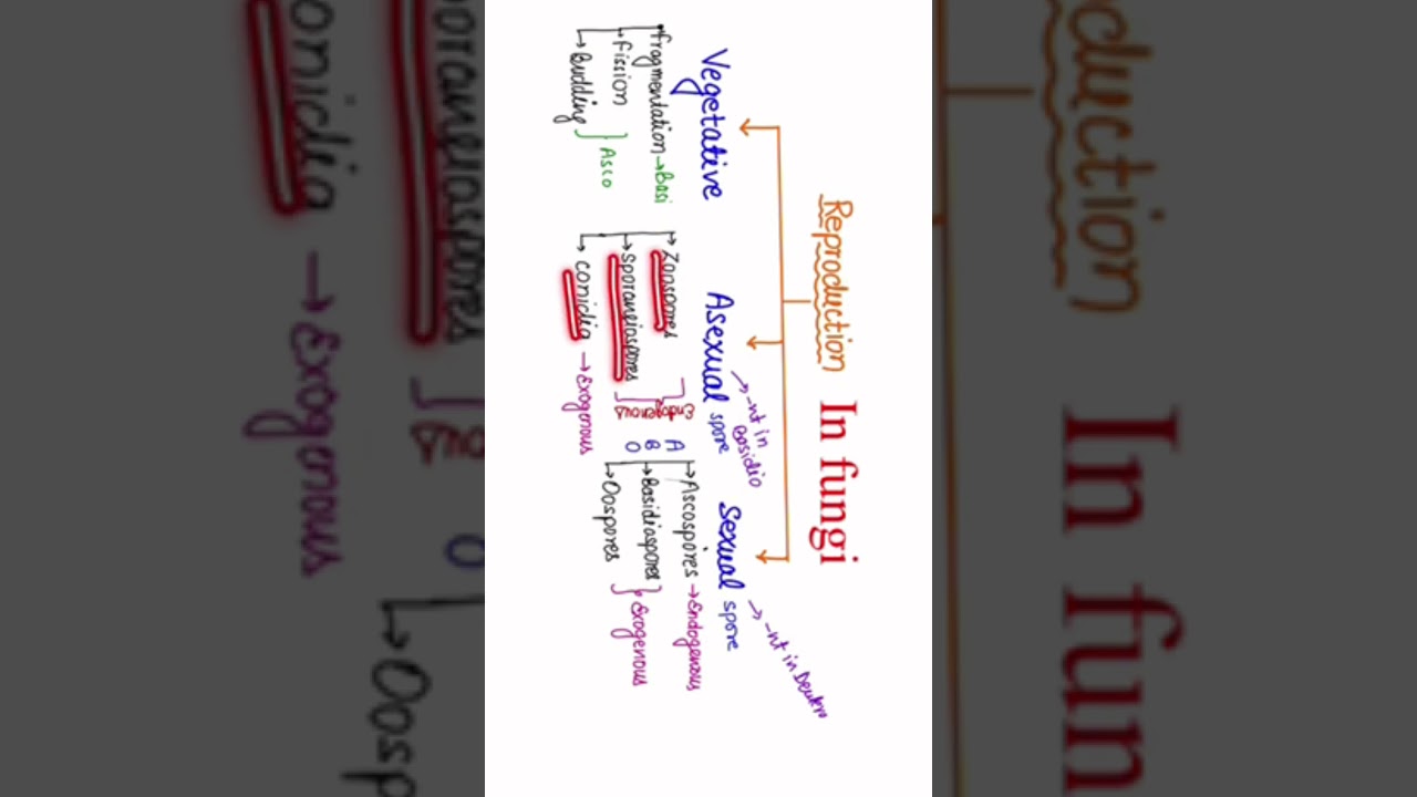 Short#types of Reproduction in fungi#trick to remember#Neet#NCERT