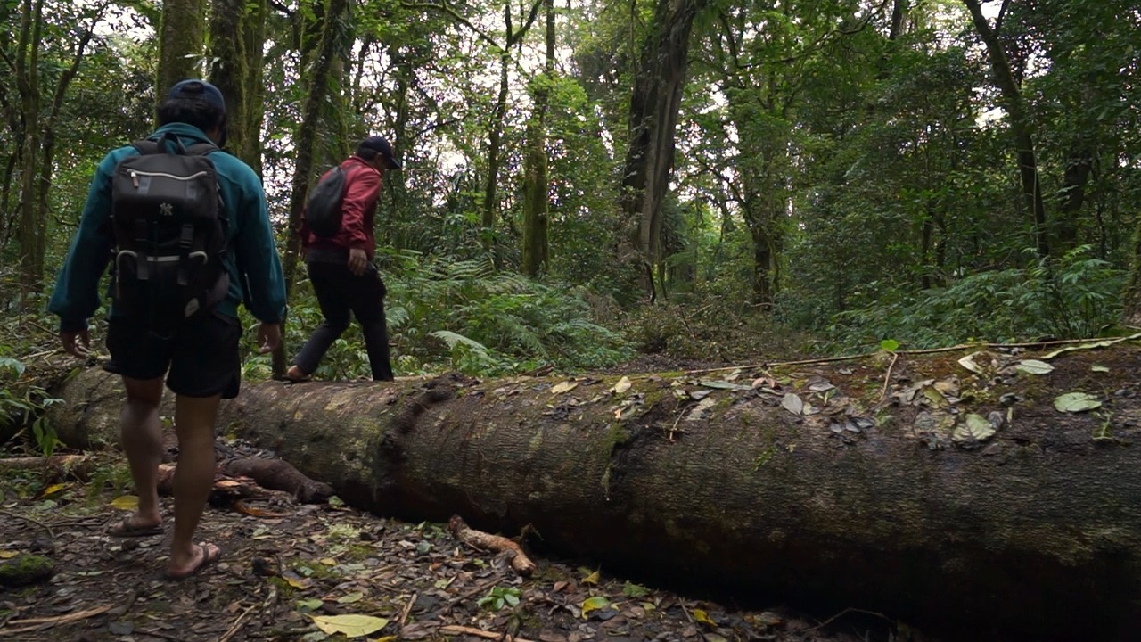 HIKING DI HUTAN MISTERIUS DANAU TAMBLINGAN - BALI