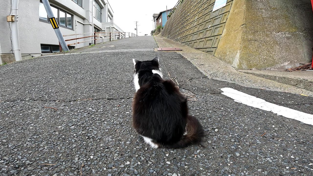 【田代島】【猫島】向こうから何か来るのかと思っていたら違う方向から人懐っこい仲良し猫がやって来た